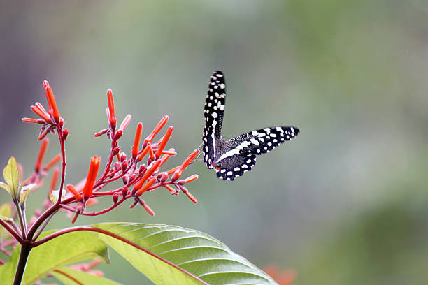 Zanzibar Butterfly Tour